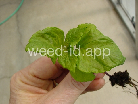 mint, perilla
